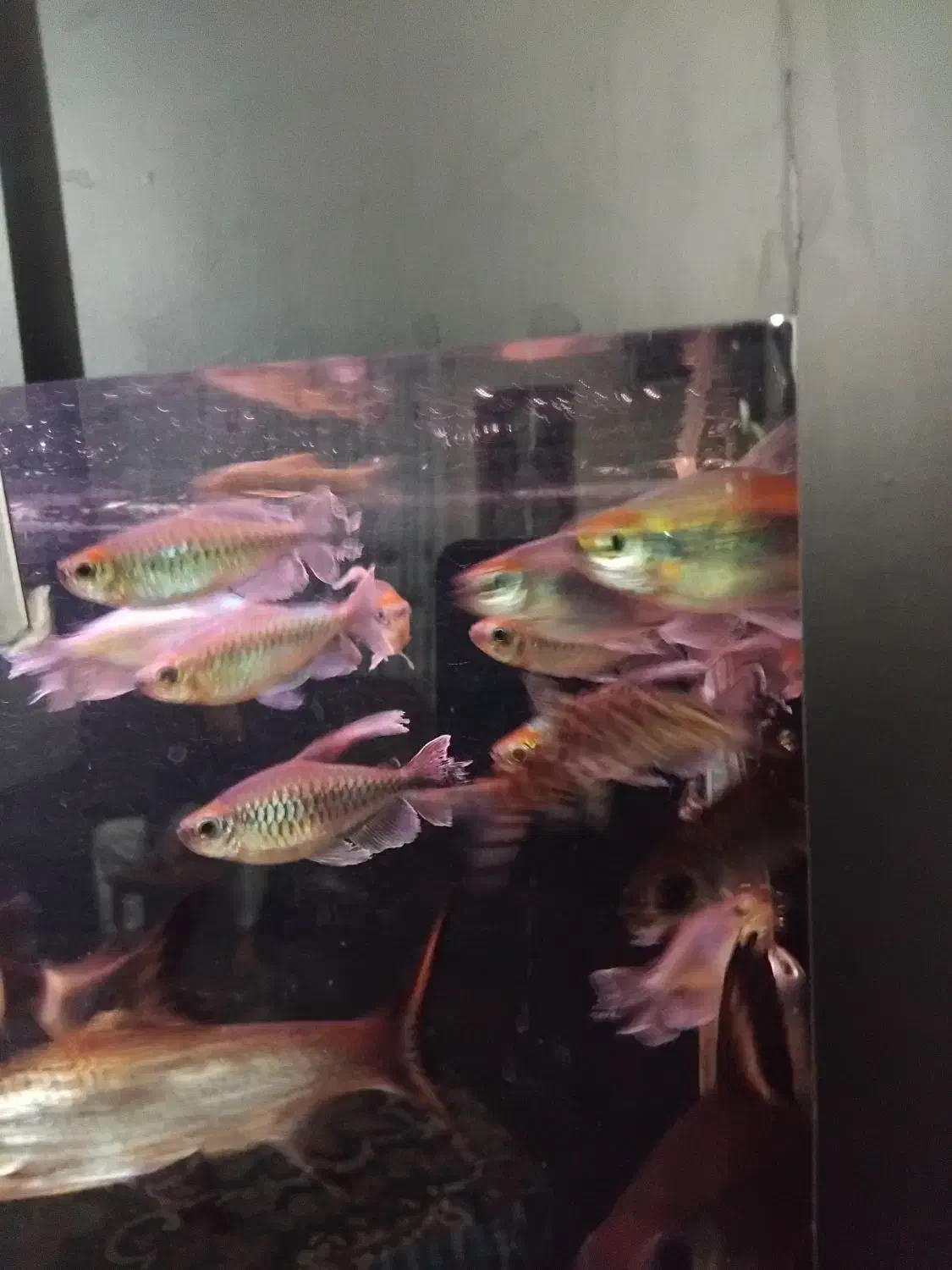 ماهی زینتی|ماهی|ری, دولتآباد|دیوار