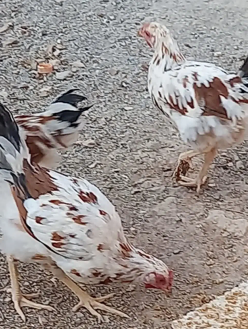 نیمچه خروس گلین|حیوانات مزرعه|پاکدشت, حصار امیر|دیوار