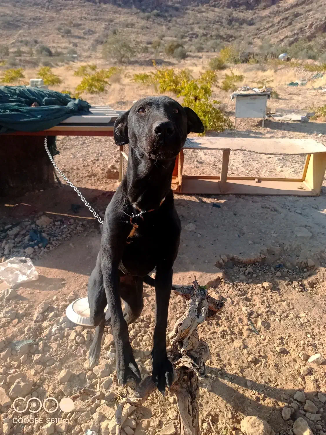 واگذاری سگ دوبرمن|سگ|شیراز, حومه شیراز|دیوار