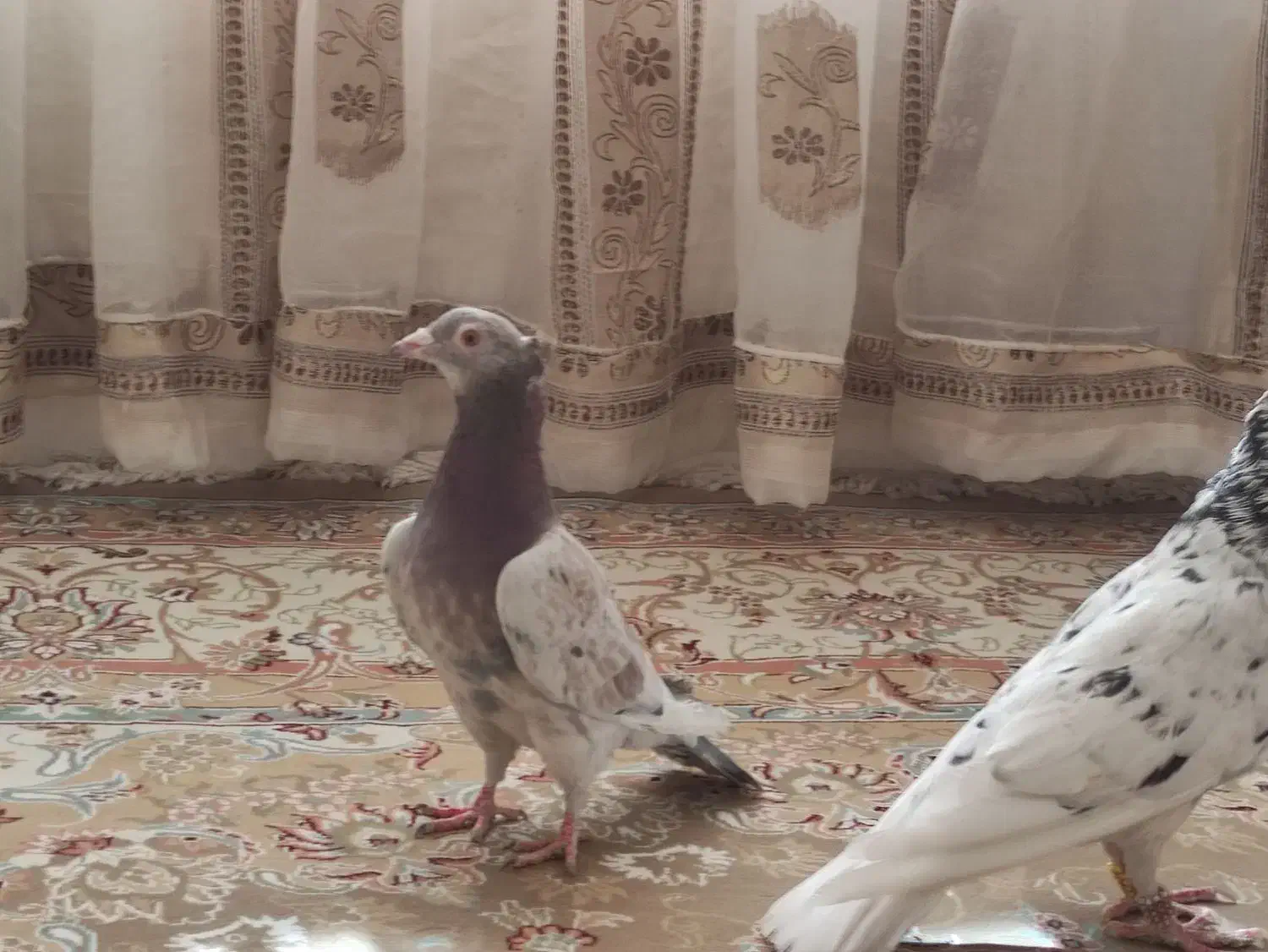 هفترنگ کاکلی عطیقه کاشمر|پرنده|خلیل آباد, |دیوار