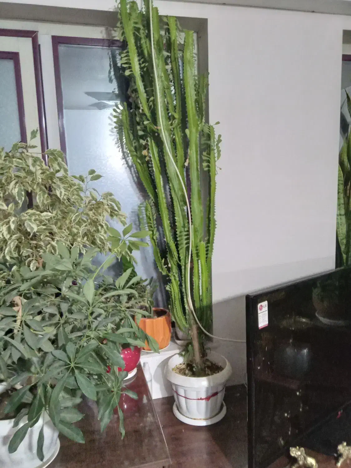 گل اپارتمانی|گل و گیاه طبیعی|خرمدره, |دیوار