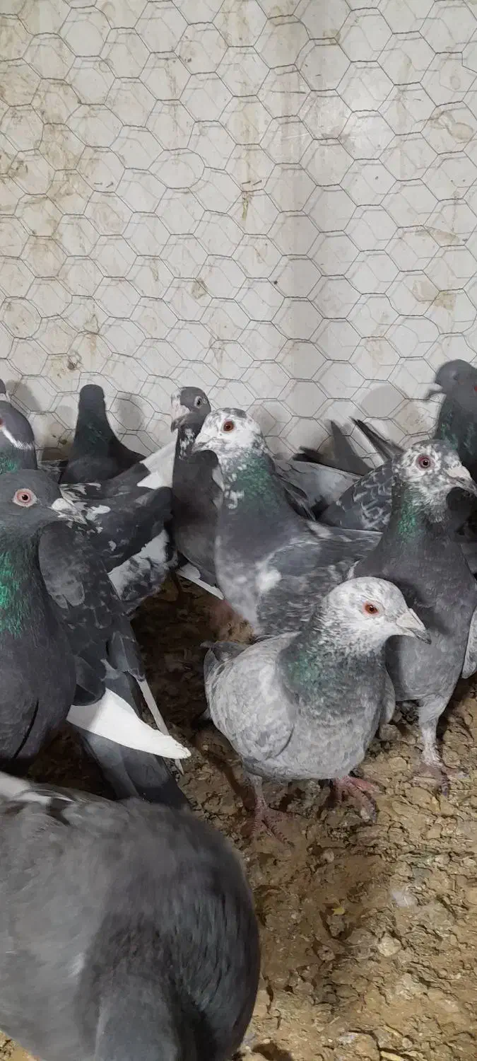 آلمانی کفتر بوم رنجر کفتر جنگی|پرنده|مشهد, کوشش|دیوار