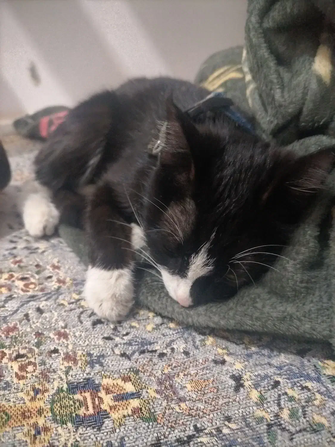 واگذاری بچه گربه و یک گربه تاکسیدو|گربه|ارومیه, |دیوار