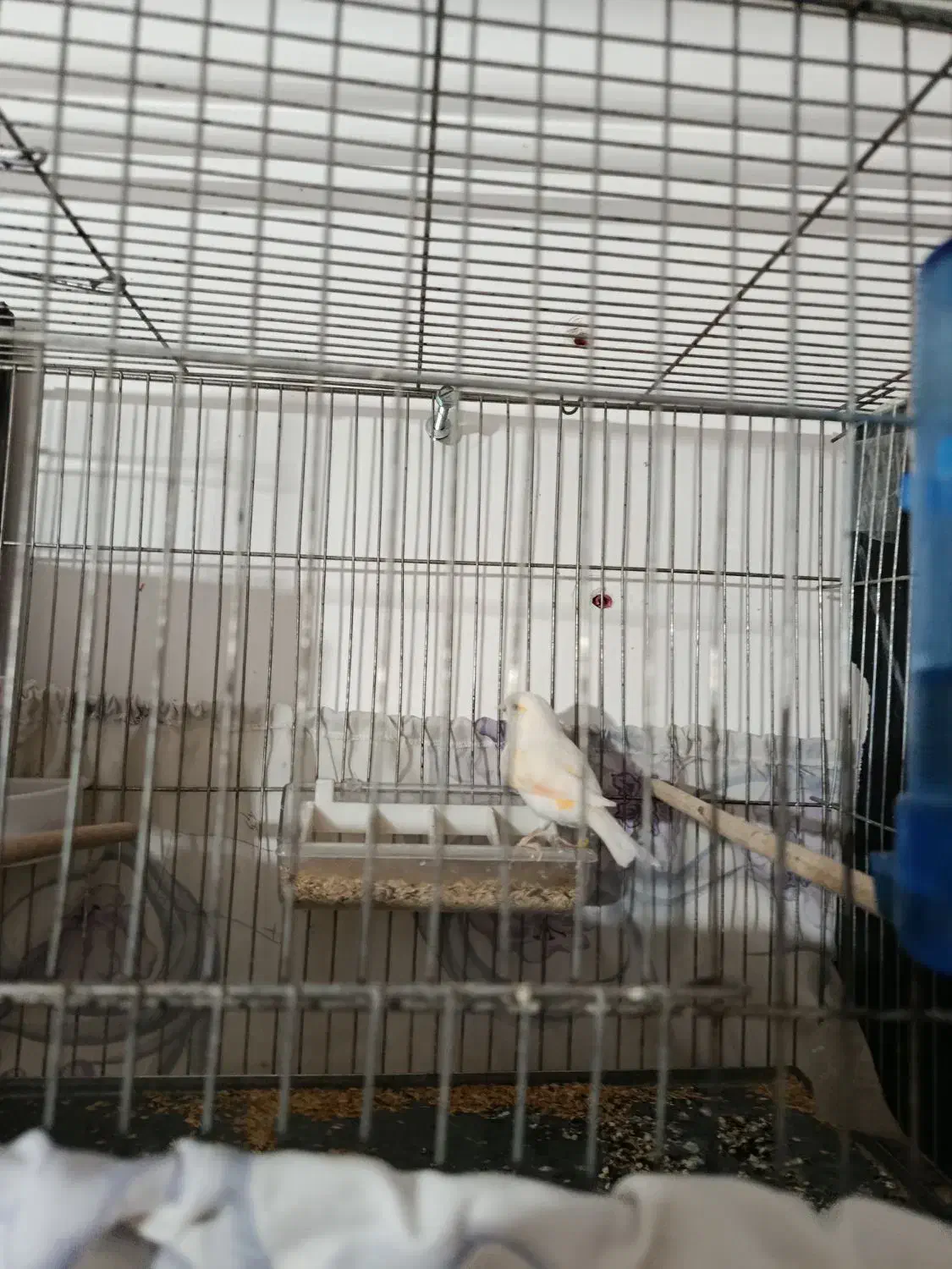 قناری ماده موزاویکی آماده|پرنده|مهاباد (آذربایجان غربی), |دیوار