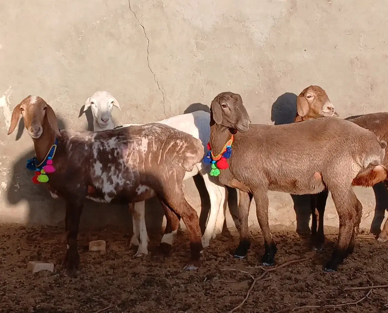 بره ماده چینی|حیوانات مزرعه|کاشمر, |دیوار