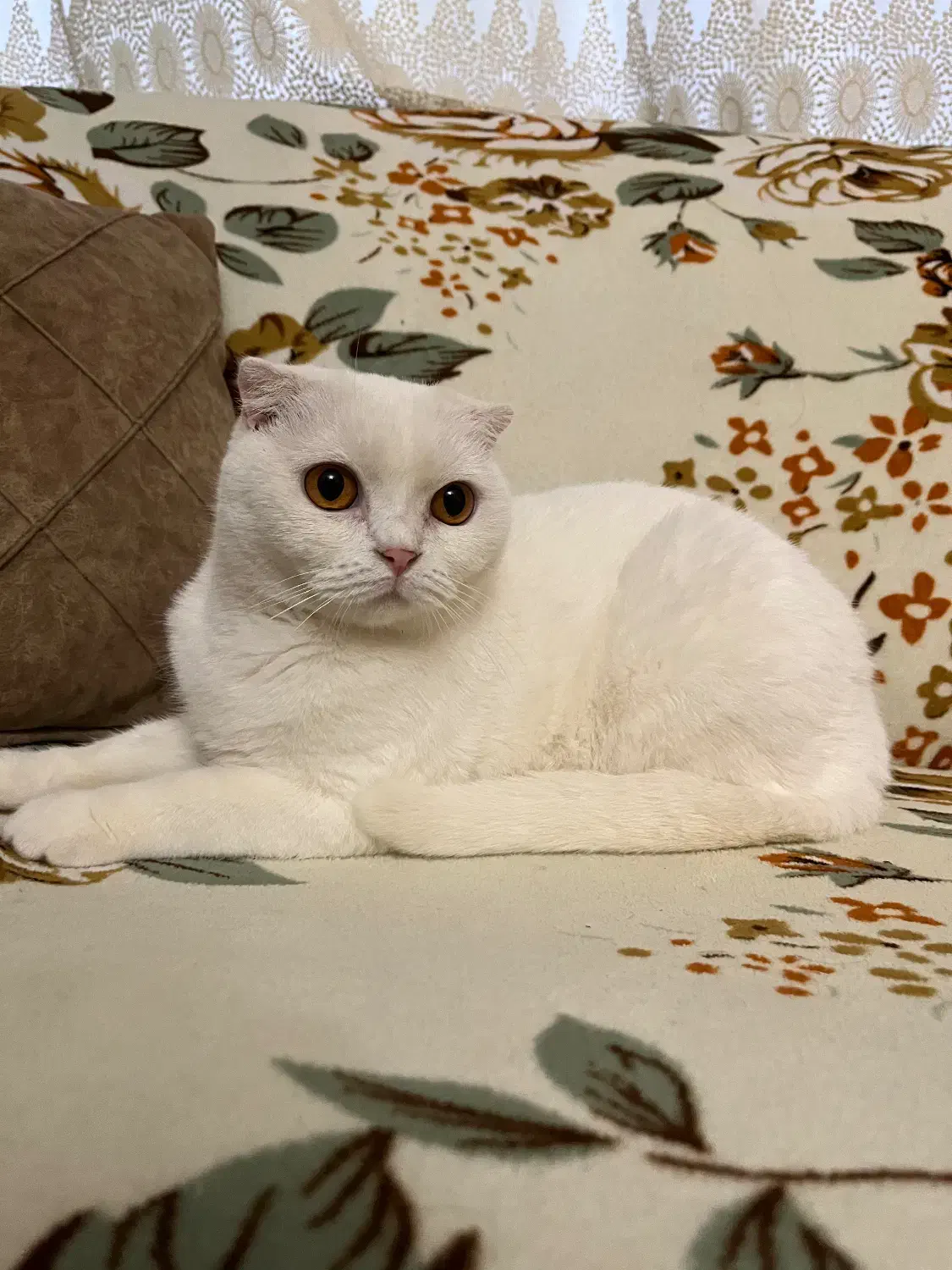 گربه برتیش و اسکاتیش ماده|گربه|تبریز, |دیوار