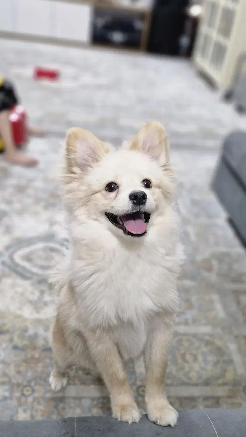 پامر کراس|سگ|اسلام‌شهر, شهرک مفیدی|دیوار