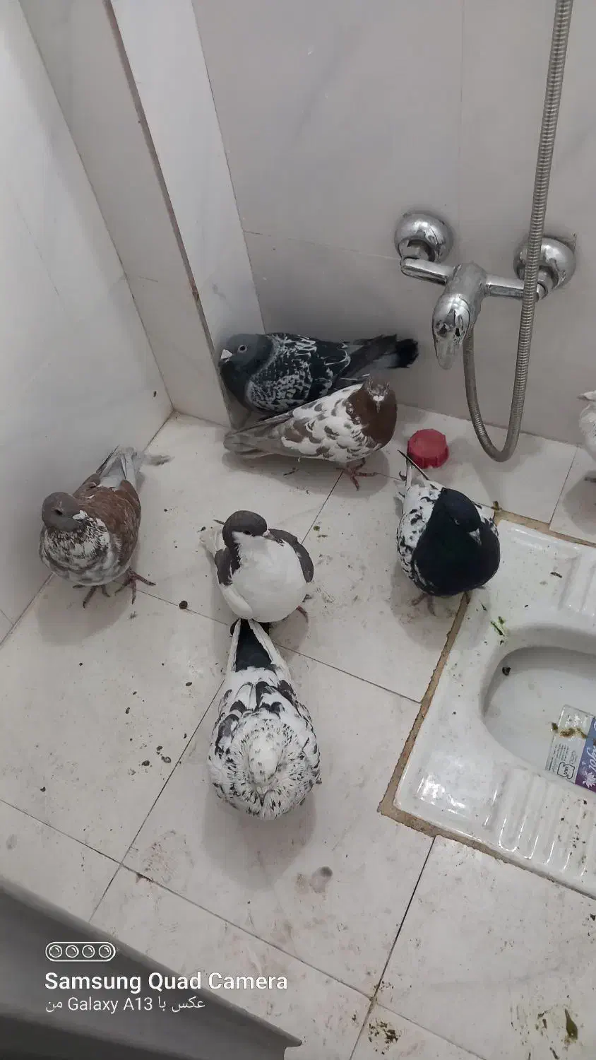 کبوتر|پرنده|ملکآباد, |دیوار