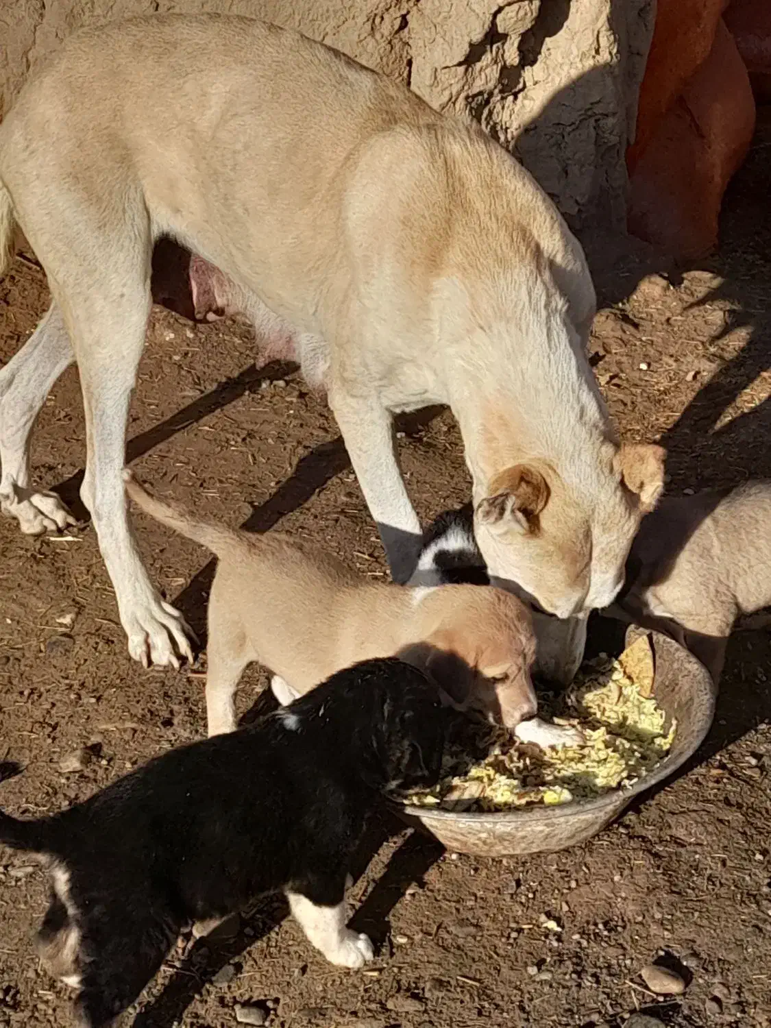 توله سگ|سگ|ششطراز, |دیوار