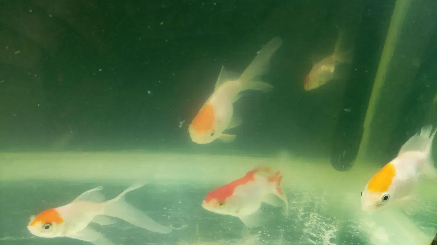 ماهی گلدفیش تاج دار و باله بلند|ماهی|کاشان, گارزگاه|دیوار