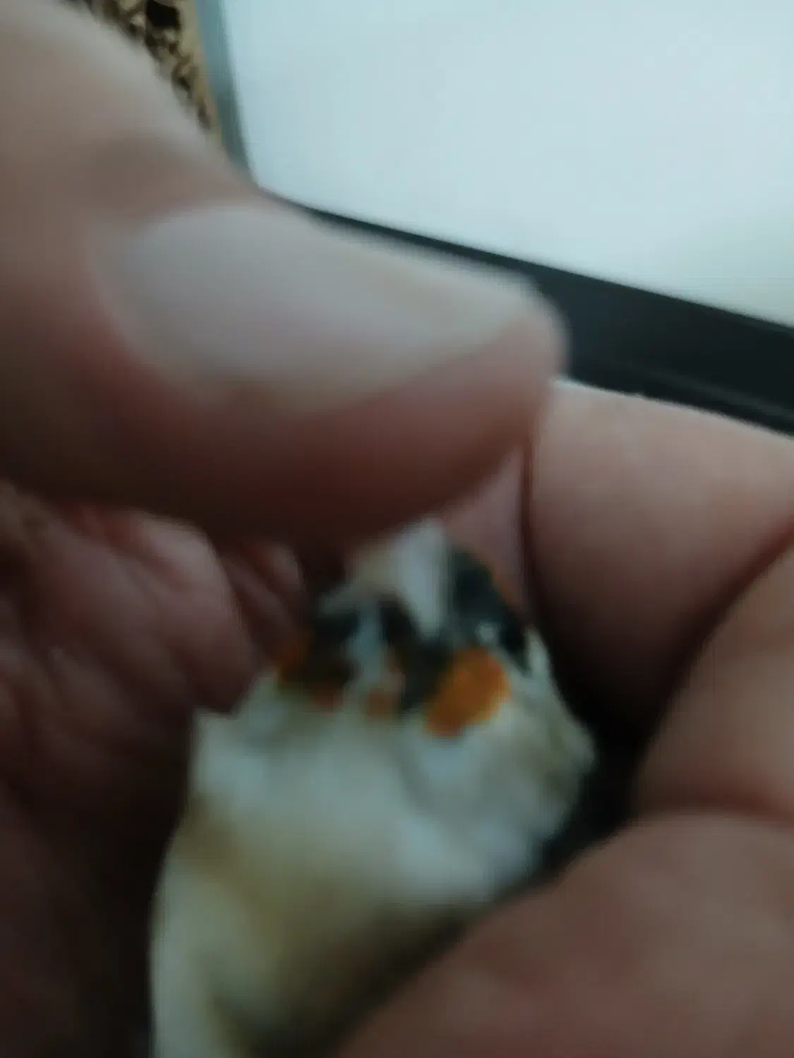 سهره چونه سفیدجوجه قفس|پرنده|فردیس, شهرک شهید حسینی|دیوار