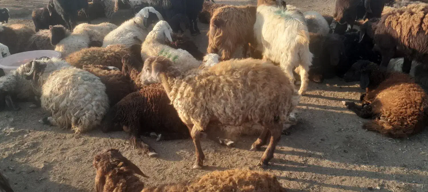 میش وبز|حیوانات مزرعه|ارومیه, |دیوار