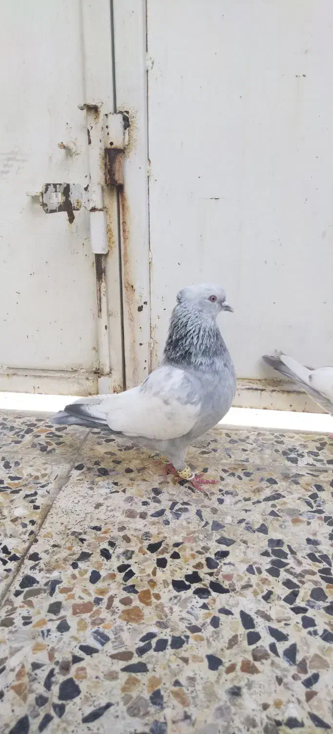 کفتر سینه|پرنده|شیراز, محراب|دیوار