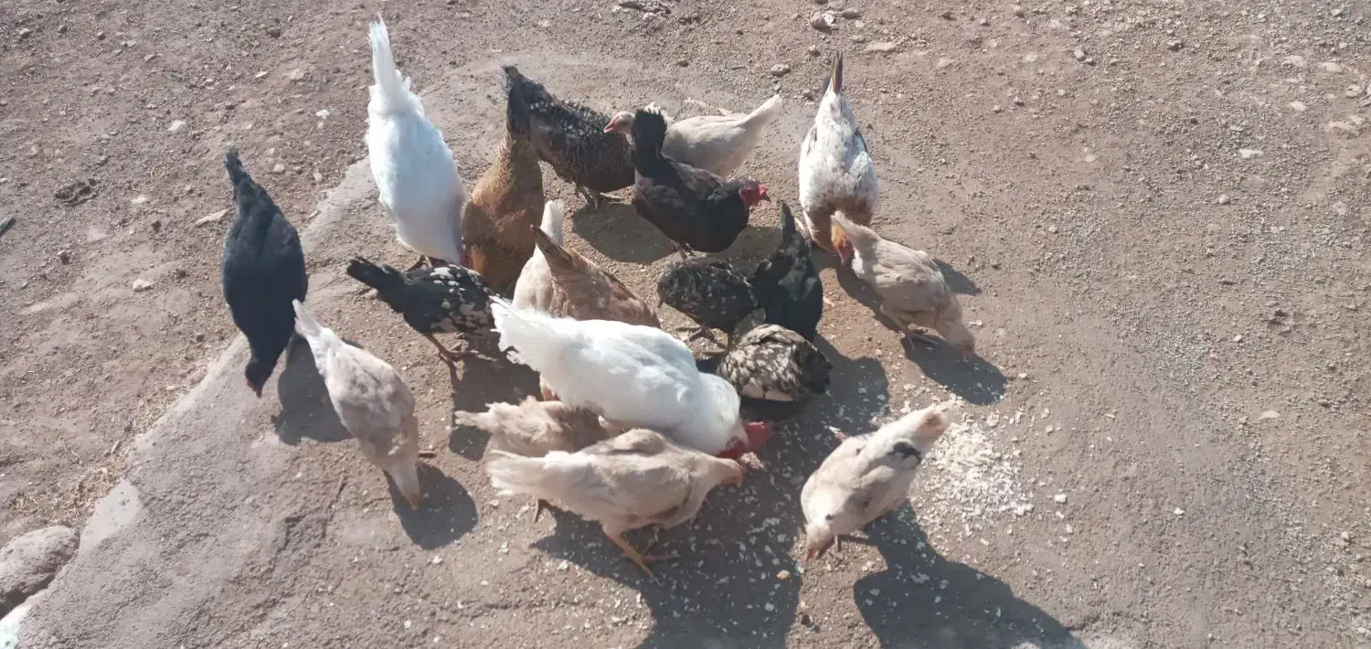 مرغ خروس جوجه|حیوانات مزرعه|کوهدشت, |دیوار