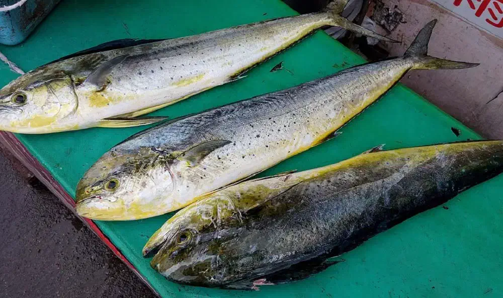 ماهی حلوا چمن و دم زرد و گالیت|ماهی|بیرجند, |دیوار