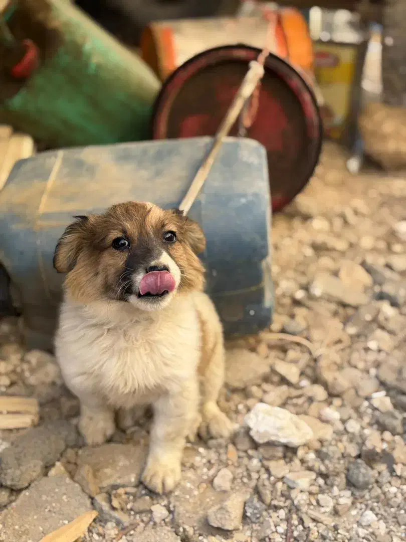 توله سگ پاکوتاه|سگ|کبودرآهنگ, |دیوار