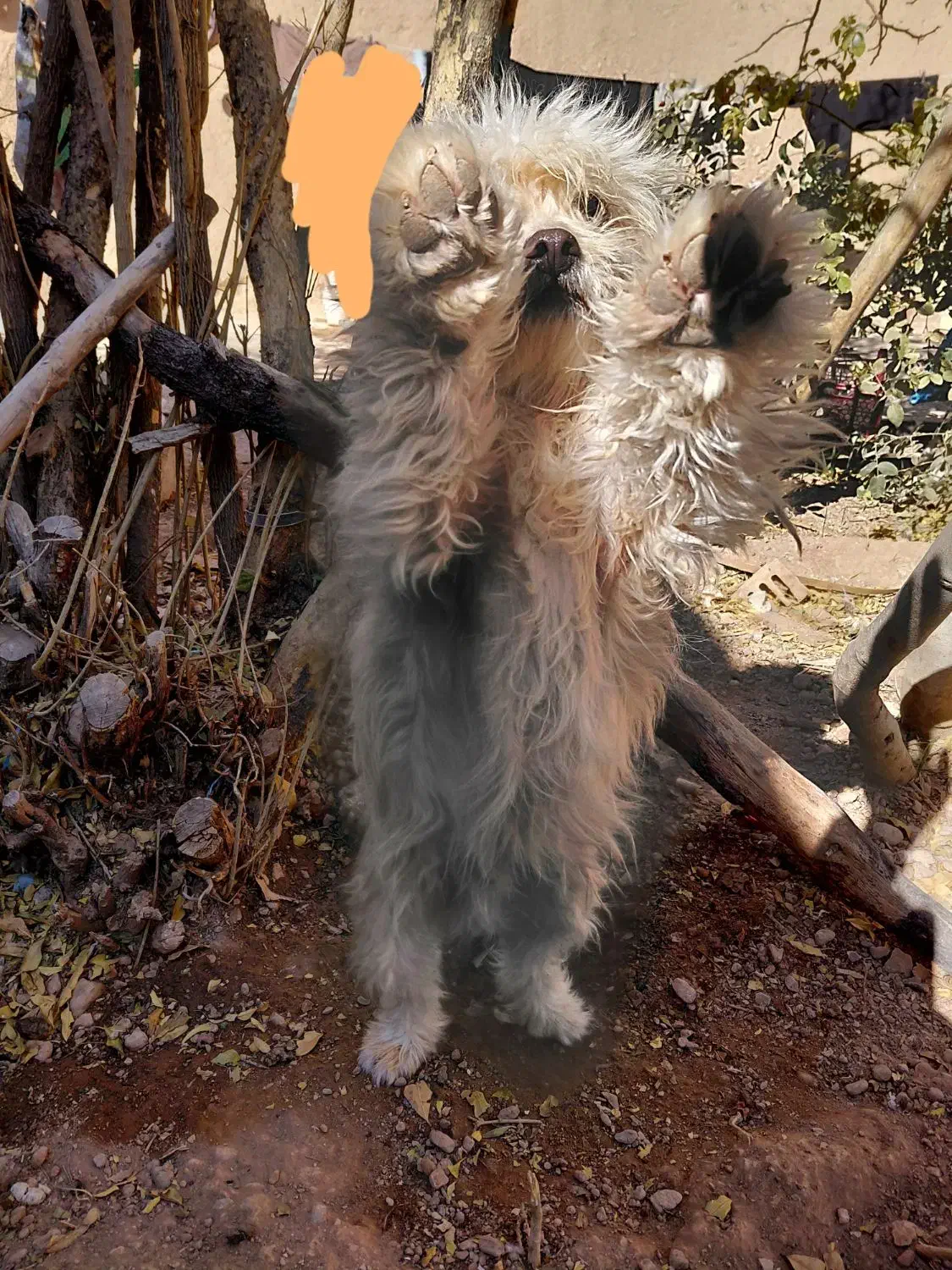 شیتزو .فروشی|سگ|آباده, |دیوار