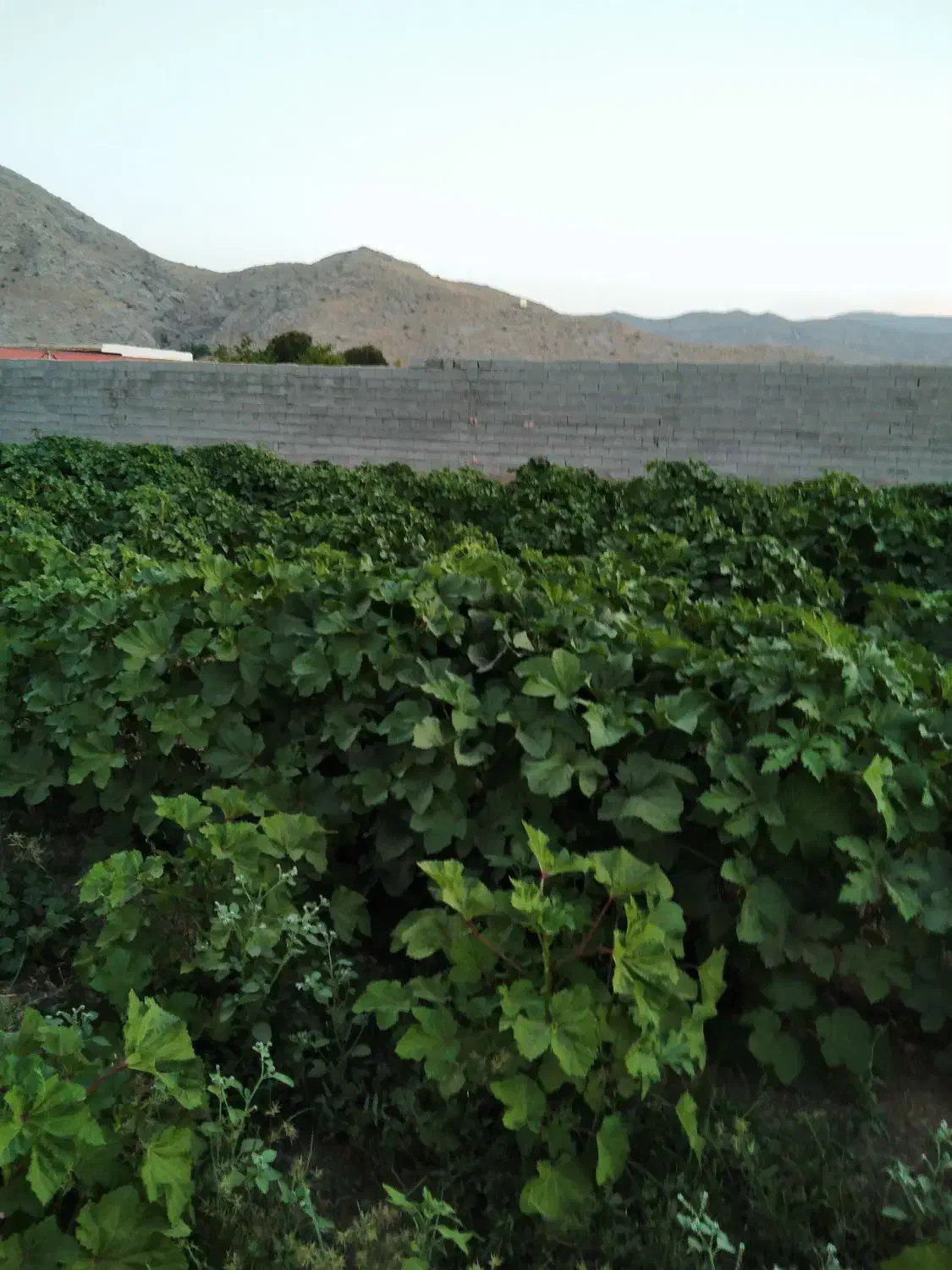 راهنمایی کنید|فعالیت داوطلبانه|شیراز, رکن‌آباد|دیوار