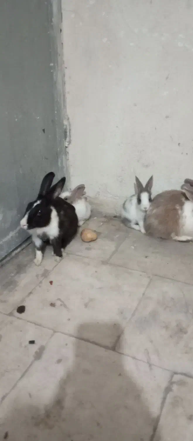 خرگوش لپ|موش و خرگوش|رباطکریم, رباطکریم|دیوار