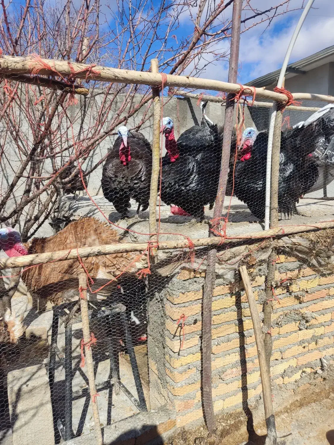 بوقلمون|حیوانات مزرعه|کنگاور, |دیوار