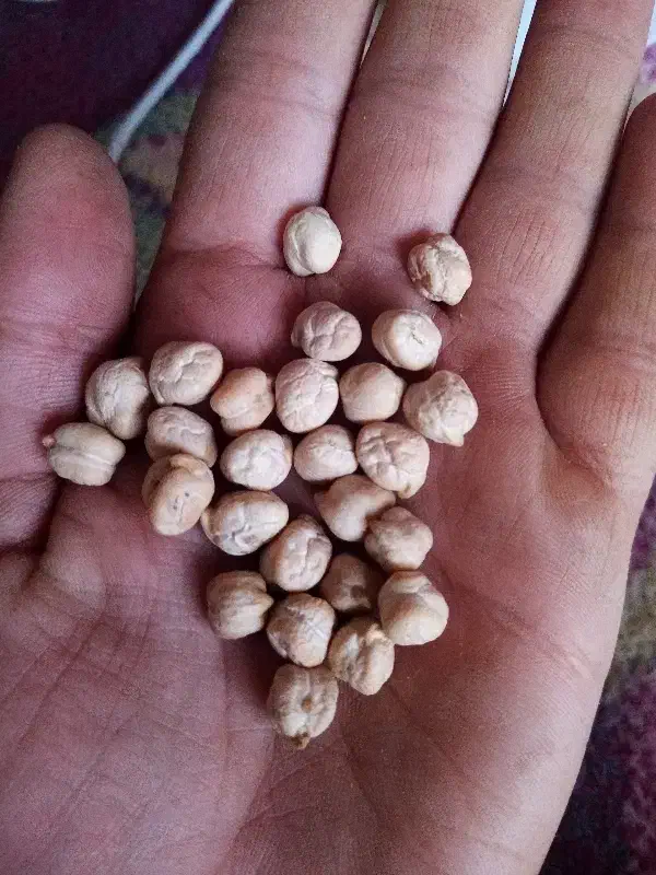 نخود عادل پاییزه|عمدهفروشی|چرداول, |دیوار