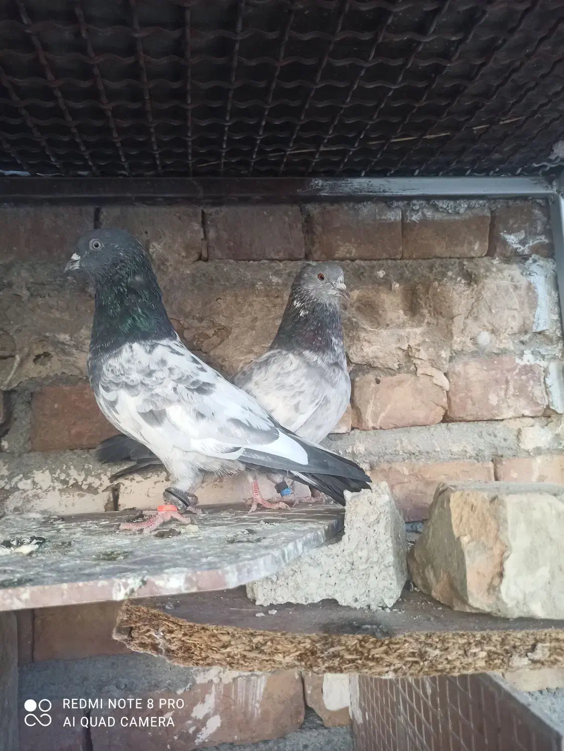 کفتر|پرنده|ایرانشهر, |دیوار