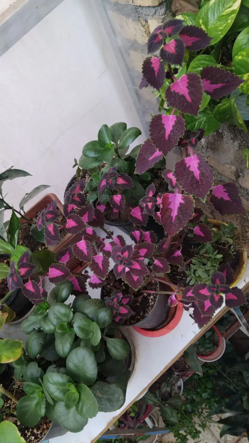 گل حسن یوسف و...|گل و گیاه طبیعی|مشهد, میان ولایت|دیوار