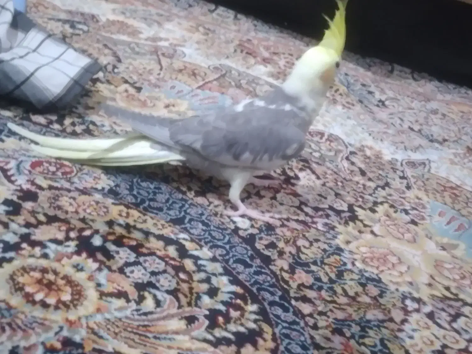 پرنده|پرنده|شاهدشهر, |دیوار