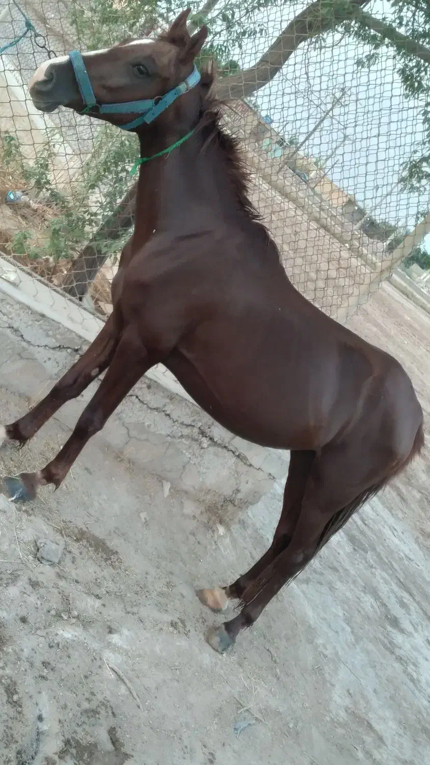 سلام خدمت اسب سواران مادیون کحیلان|اسب و تجهیزات اسبسواری|آبادان, |دیوار