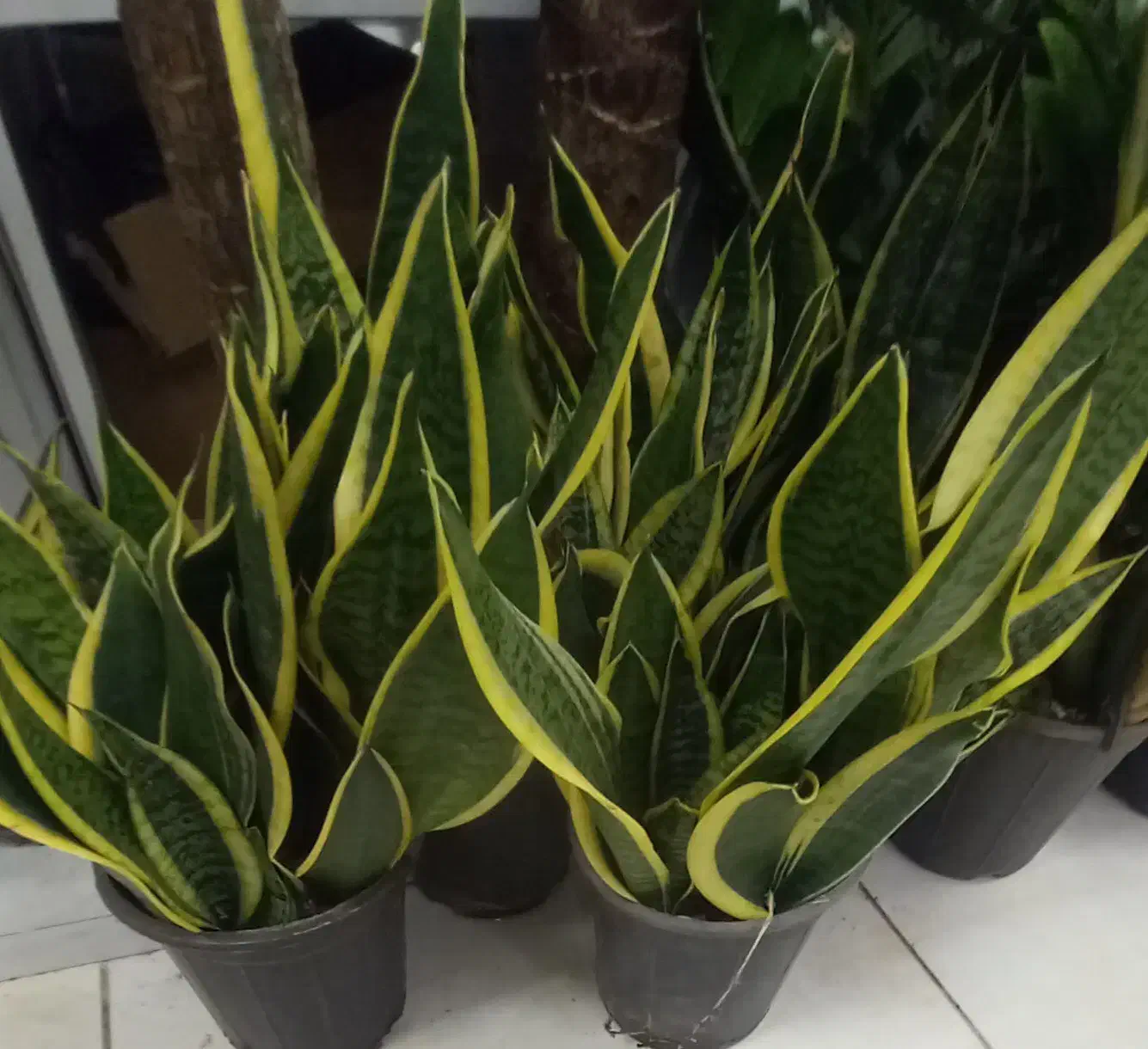 گل خونگی|گل و گیاه طبیعی|اصفهان, گرکان|دیوار