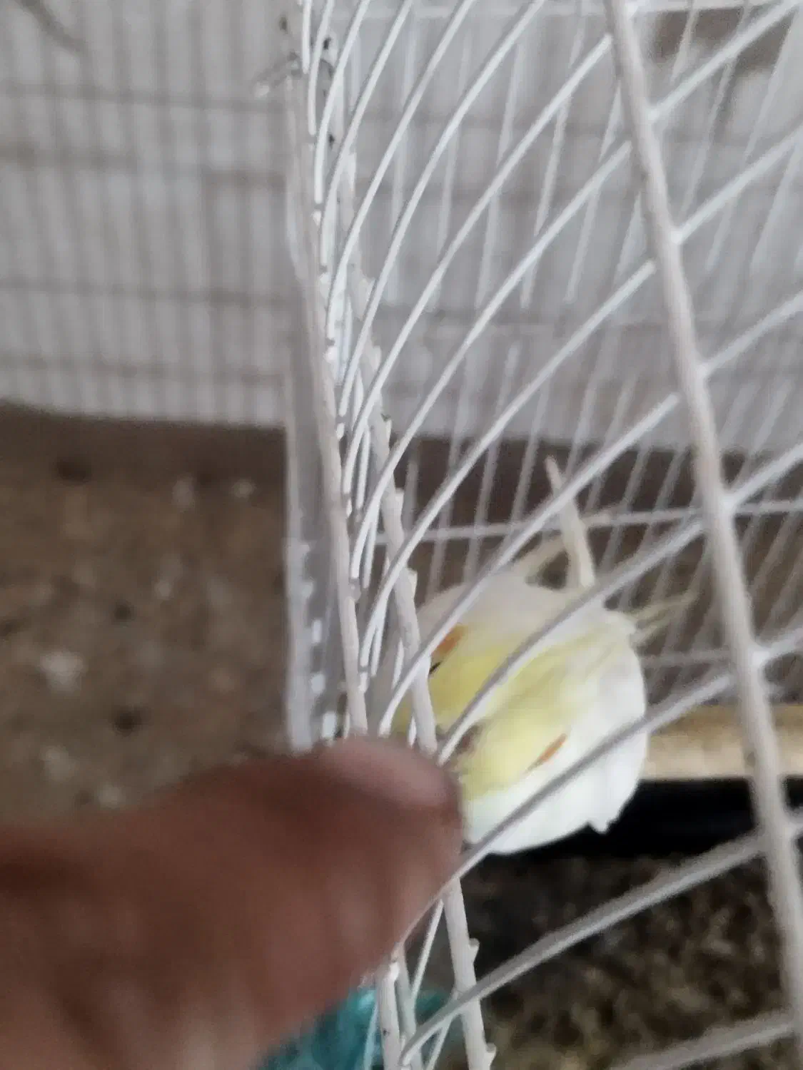 عروس هلندی فوق مولد فروش یا معاوضه باسهره|پرنده|شیراز, کرونی(خاتونک)|دیوار