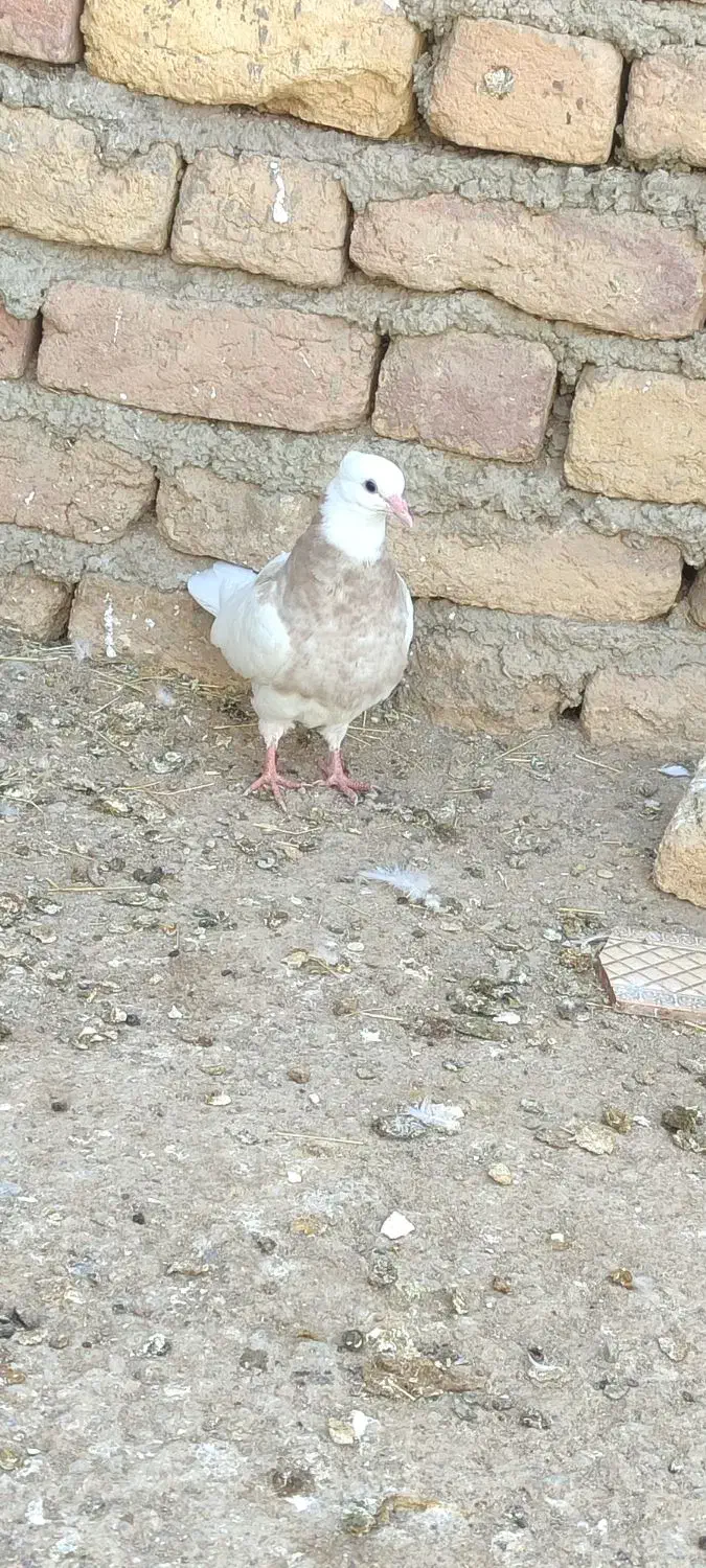 کبوتر|پرنده|حمیل, |دیوار