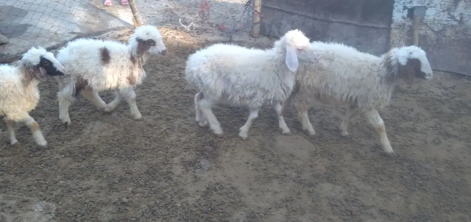 بره نر و ماده|حیوانات مزرعه|زاغه, |دیوار