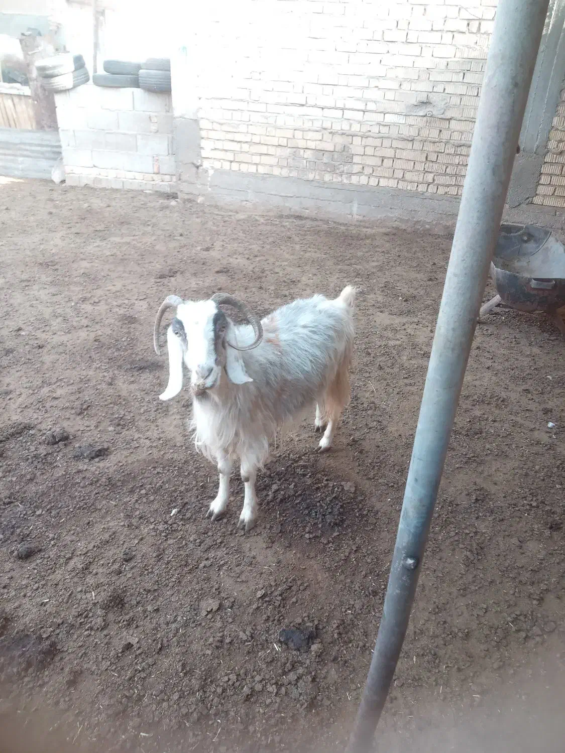 بز چاق|حیوانات مزرعه|سیدان, |دیوار