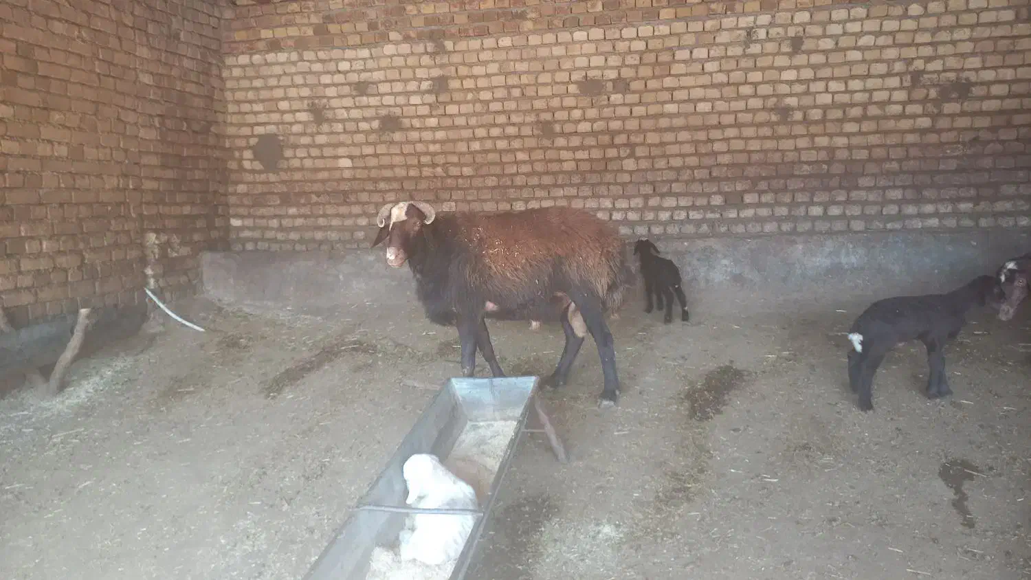 شک قوچ افشار|حیوانات مزرعه|ویسیان, |دیوار