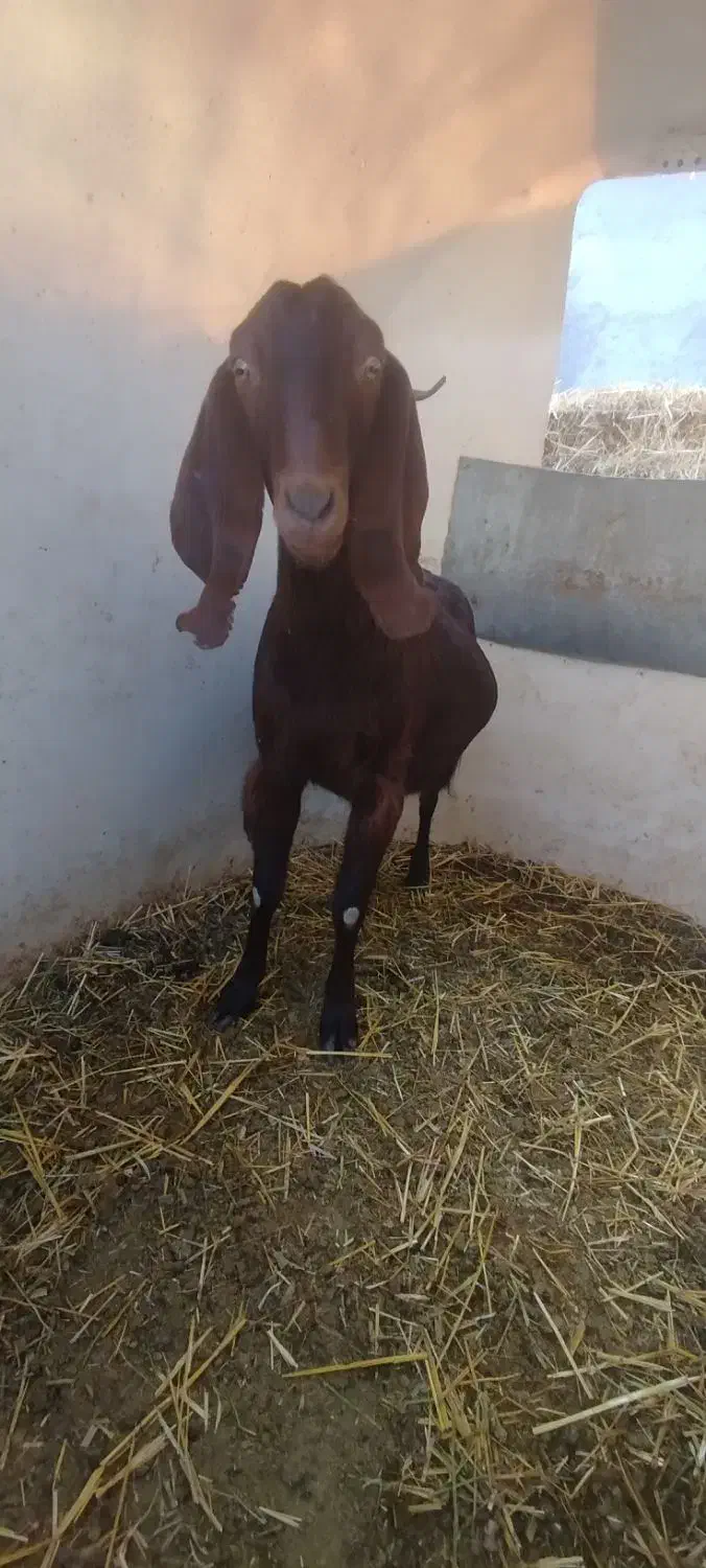 بز ماده|حیوانات مزرعه|چناران, |دیوار