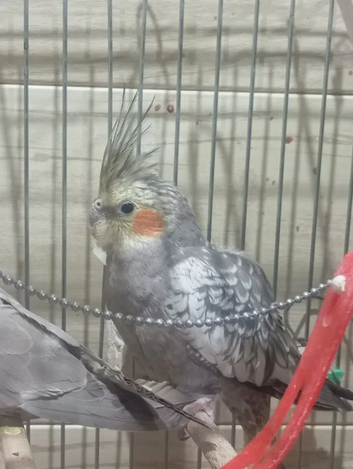 عروس هلندی فروش یا معاوضه|پرنده|شهرکرد, |دیوار