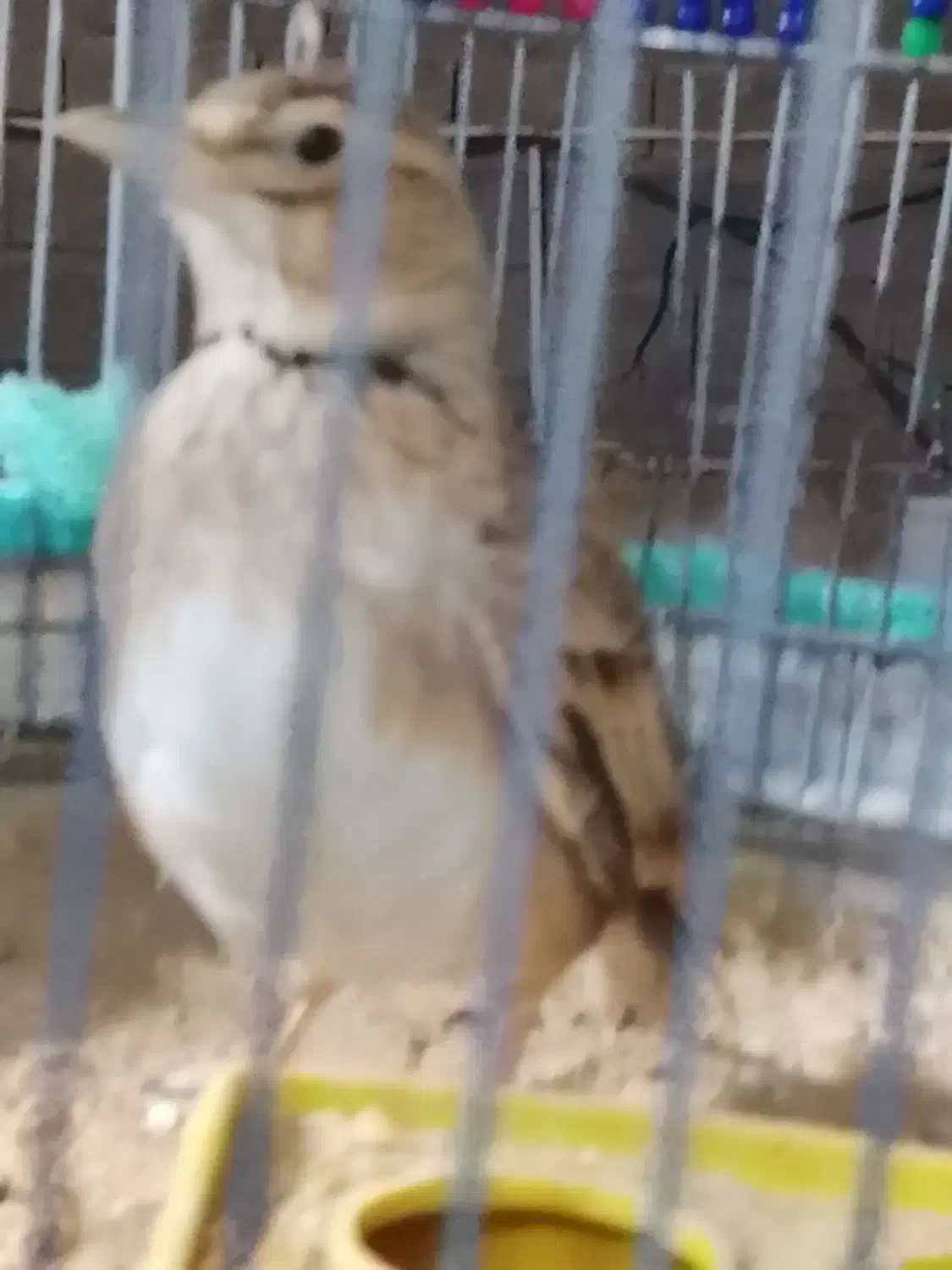 خاکیو|پرنده|خورموج, |دیوار