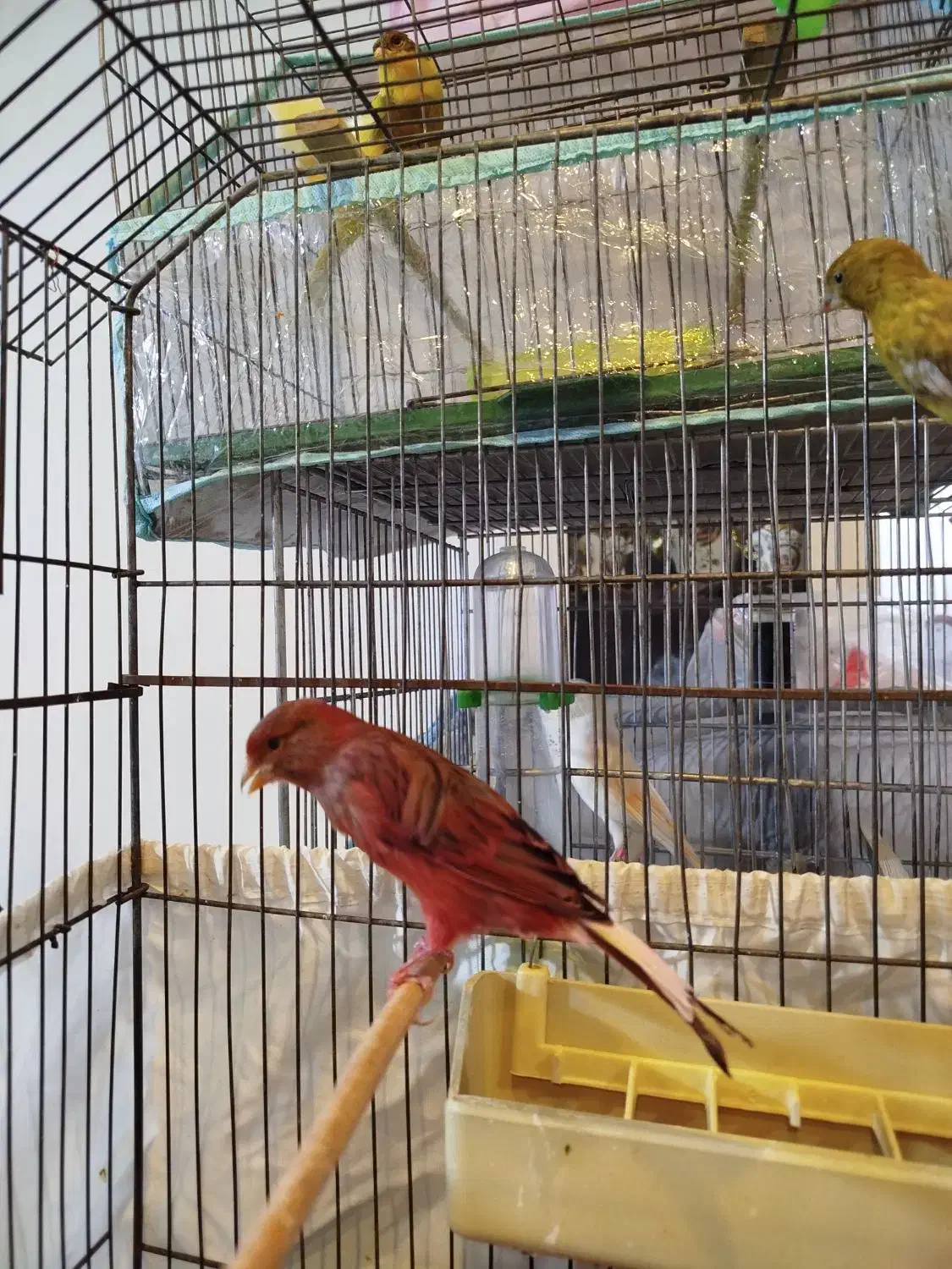 فروش قناری ماده|پرنده|فردیس, شهرک شهید حسینی|دیوار