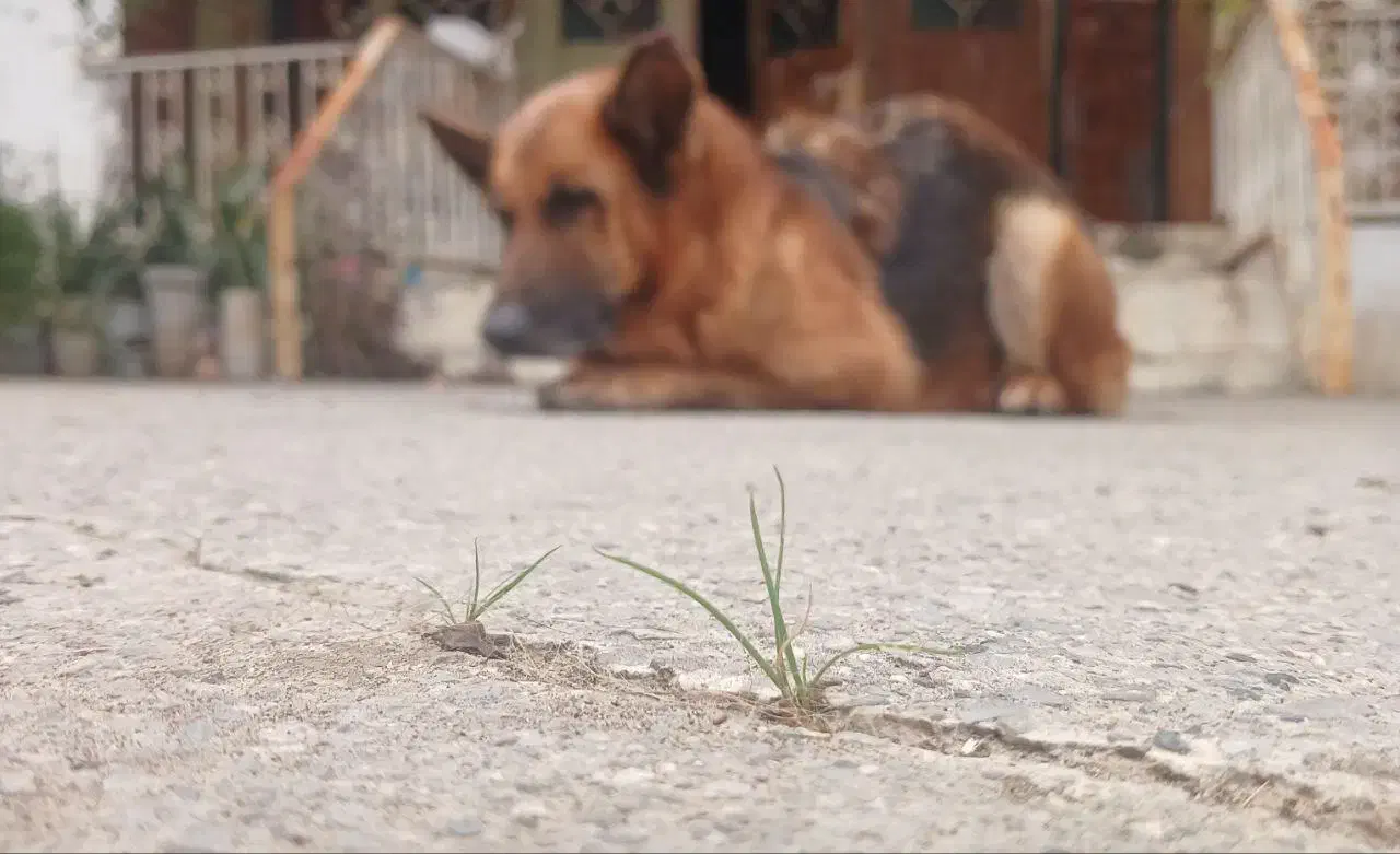 ژرمن شپرد اصل و میکس پامرانین|سگ|سرخرود, |دیوار