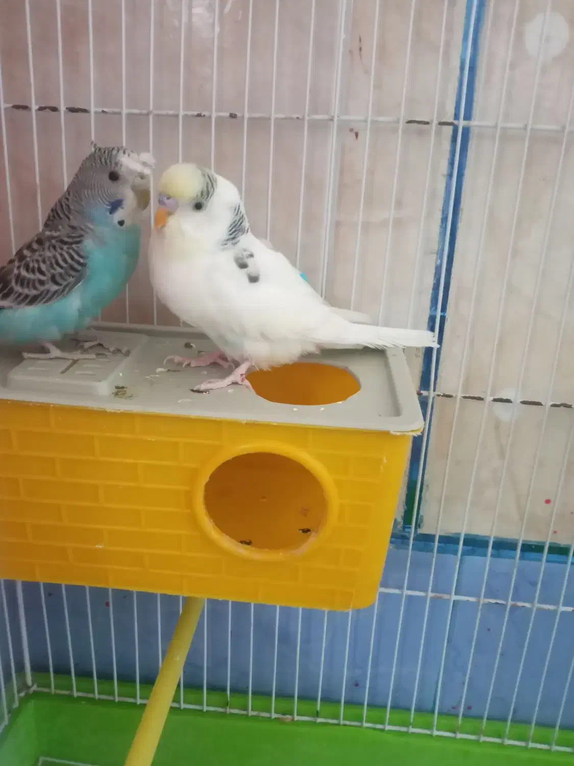 یک جفت مرغ عشق با قفس خیلی خیلی بزرگ|پرنده|لردگان, |دیوار