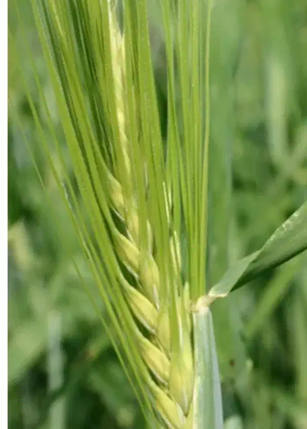 گندم بذری|عمدهفروشی|اقلید, |دیوار