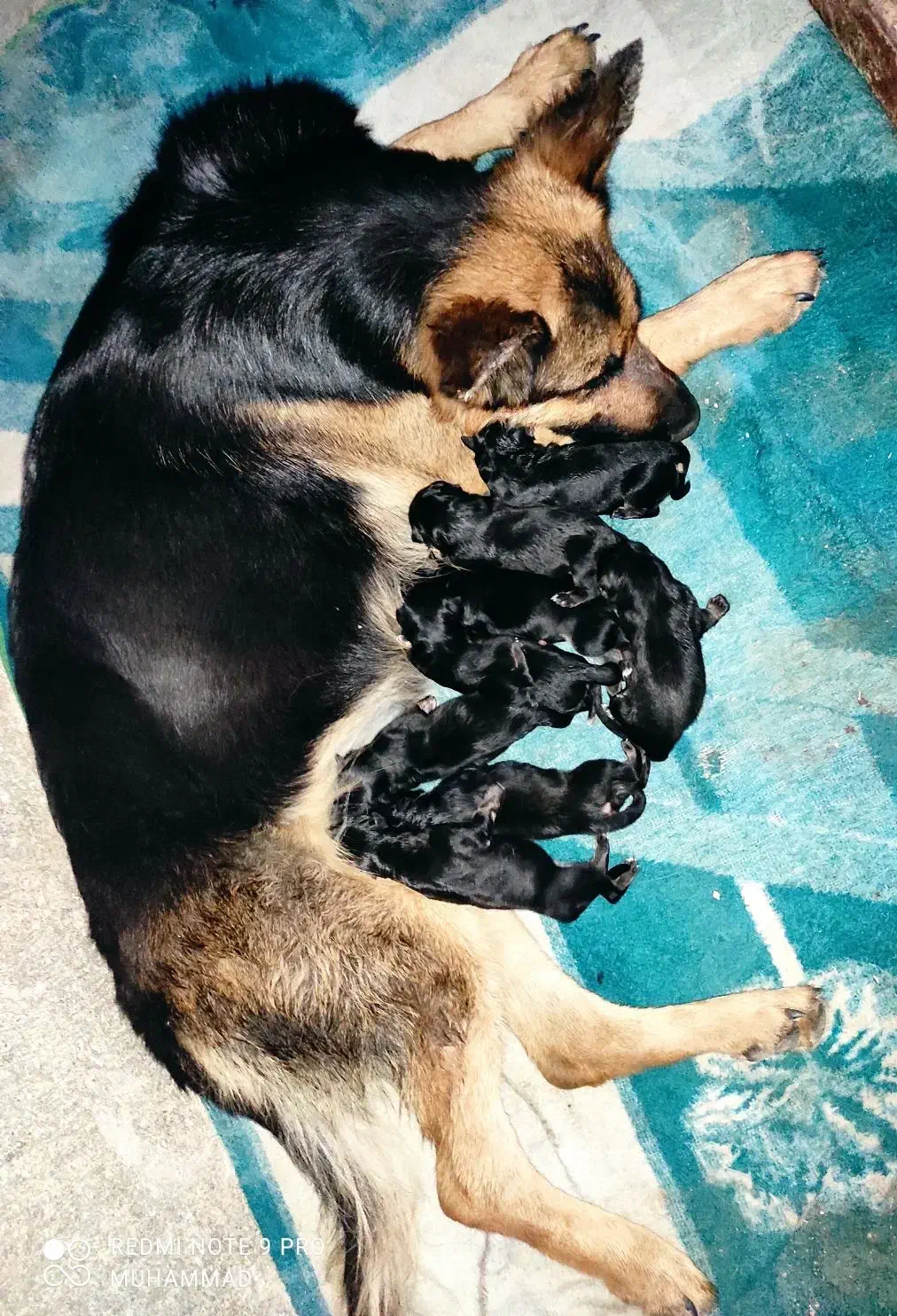 توله ژرمن شپرد|سگ|دزفول, |دیوار