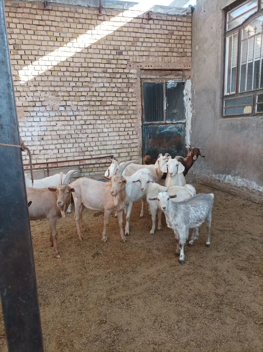 بزسانن اصلی|حیوانات مزرعه|جلگه رخ, |دیوار