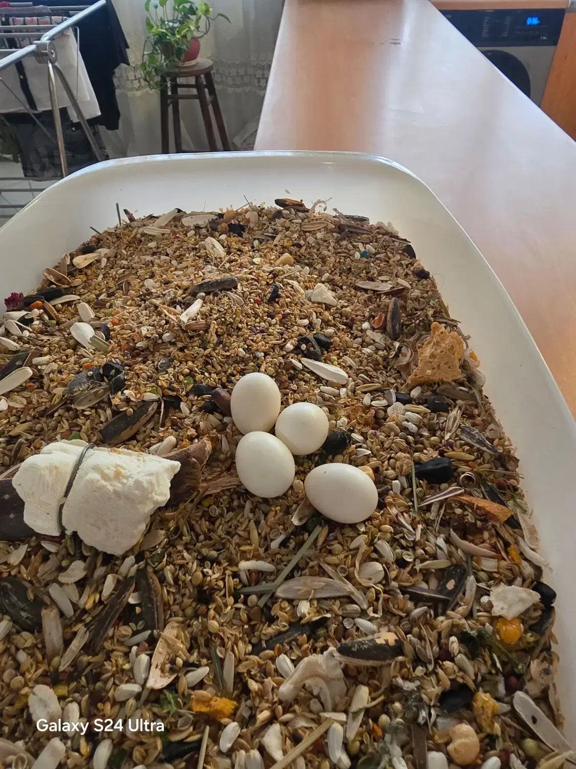 عروس هلندی|پرنده|تهران, حشمتیه|دیوار