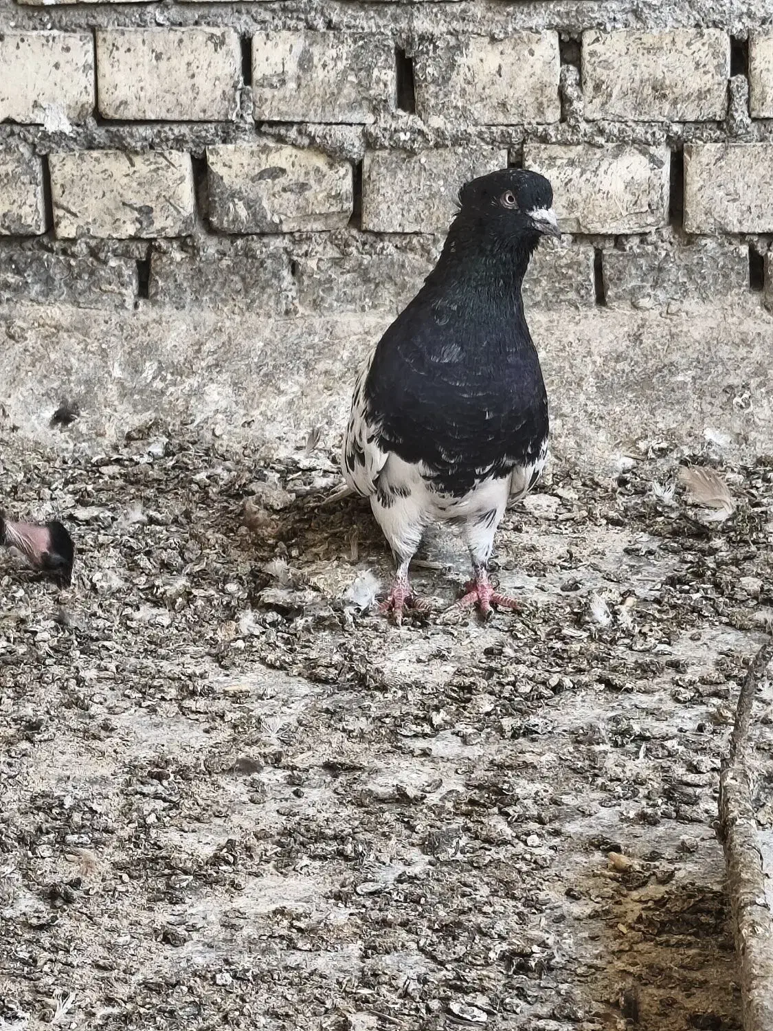 نر کله سیاه|پرنده|بهبهان, |دیوار