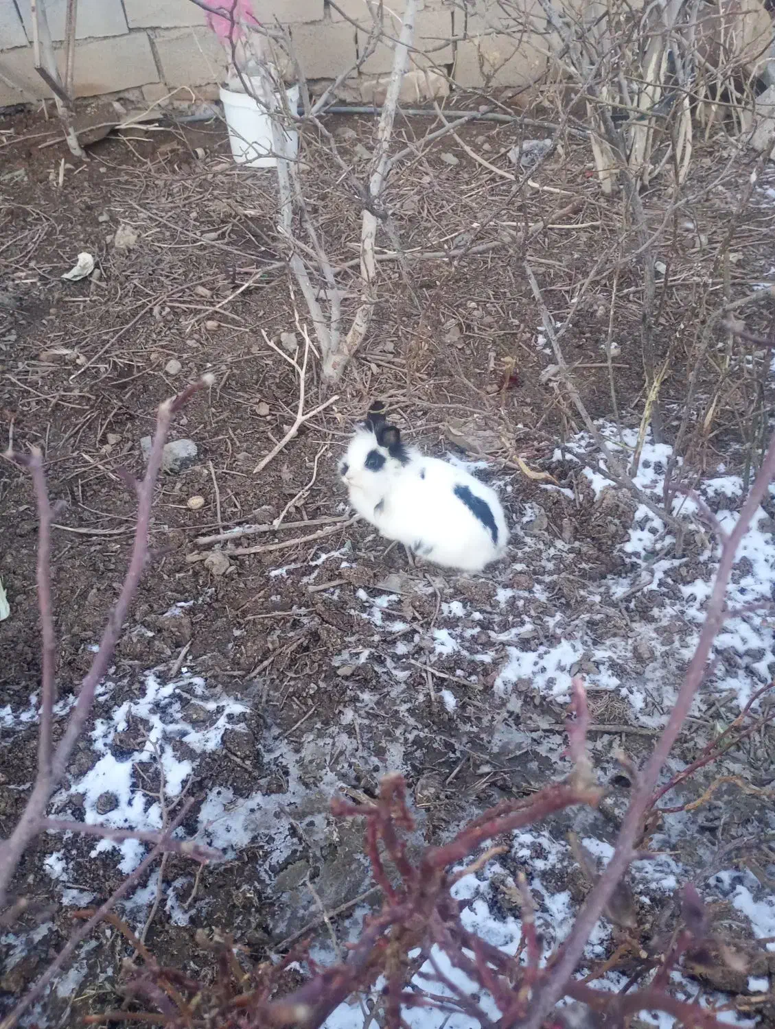 خرگوش|موش و خرگوش|اشترینان, |دیوار