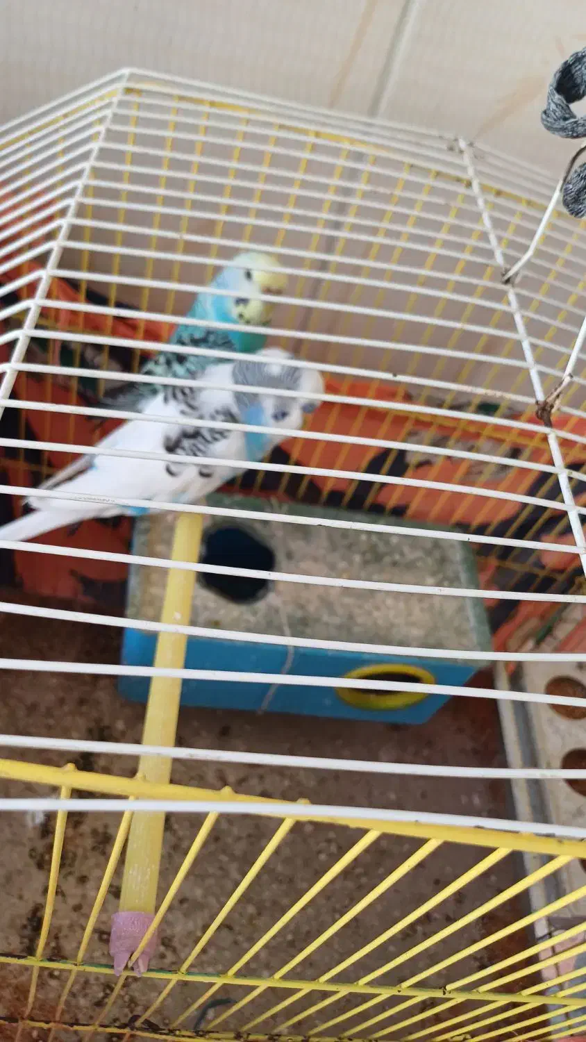 مرغ عشق|پرنده|بهبهان, |دیوار