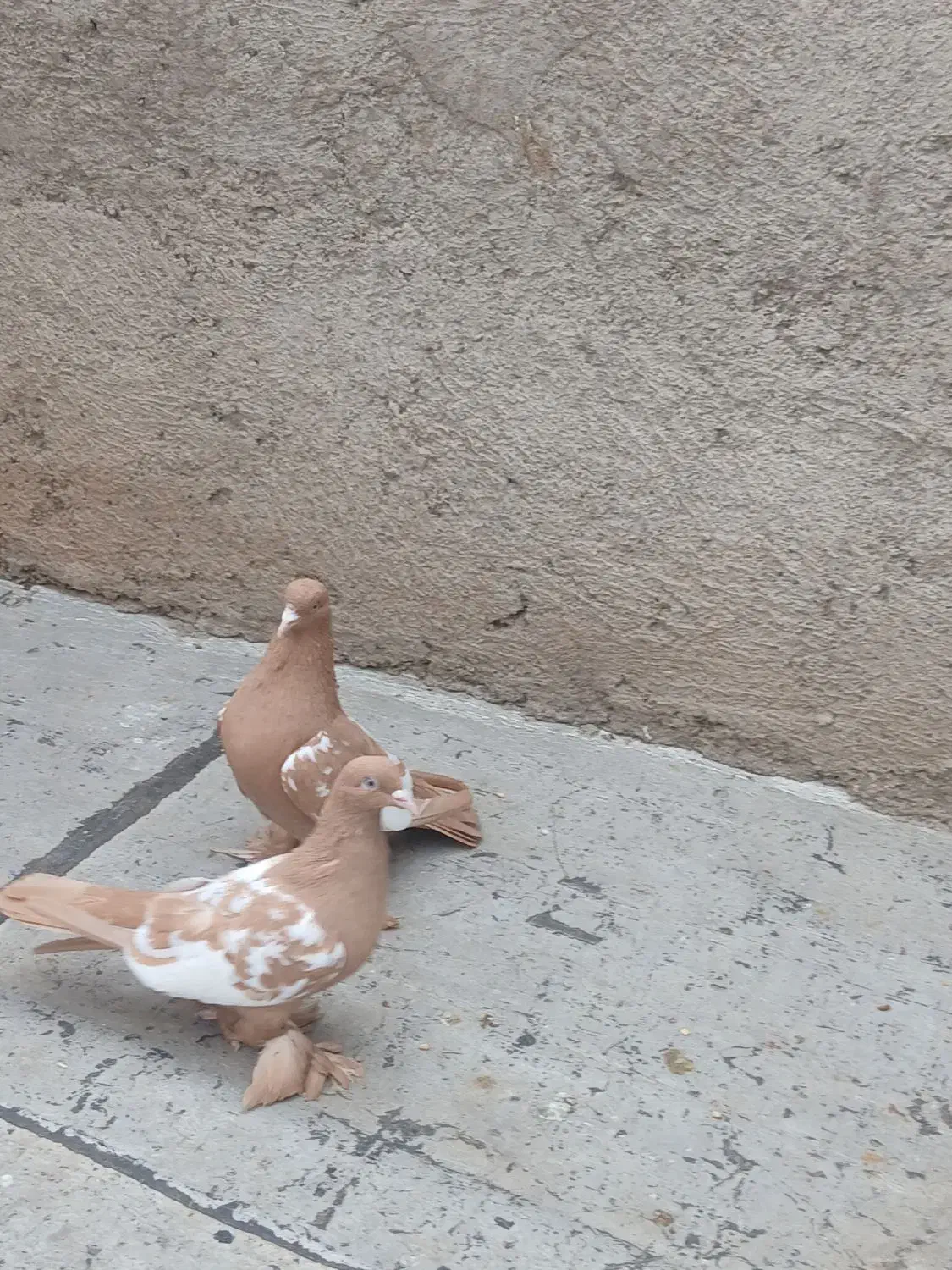 کفتر|پرنده|تبریز, |دیوار