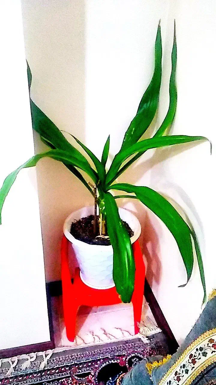 گل اشک ملکه|گل و گیاه طبیعی|شاهین‌شهر, خانه کارگر|دیوار